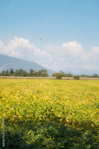 Green and yellow soybean field in the italian countryside. Soybean cultivation 