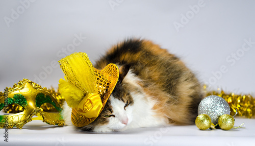 wicked cat in a yellow carnival hat with sequins and a feather n