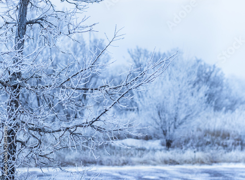 trees in winter © Isiah