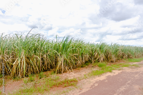 Cane sugar plantation in Brazil