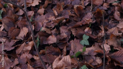 Wallpaper Mural walking in a forest in autumn Torontodigital.ca