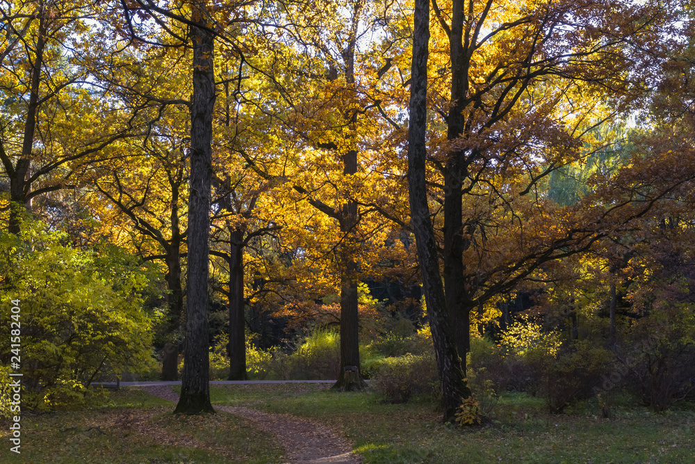 Naklejka premium Autumn trees in city park