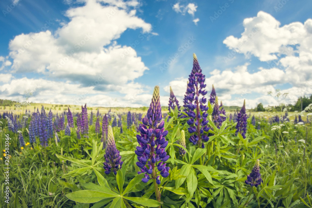 Bright blooming purple flowers of lupine close up, sunny day against background of meadow and sky clouds Bright blooming purple flowers of lupine close up, sunny day against background of meadow and sky clouds