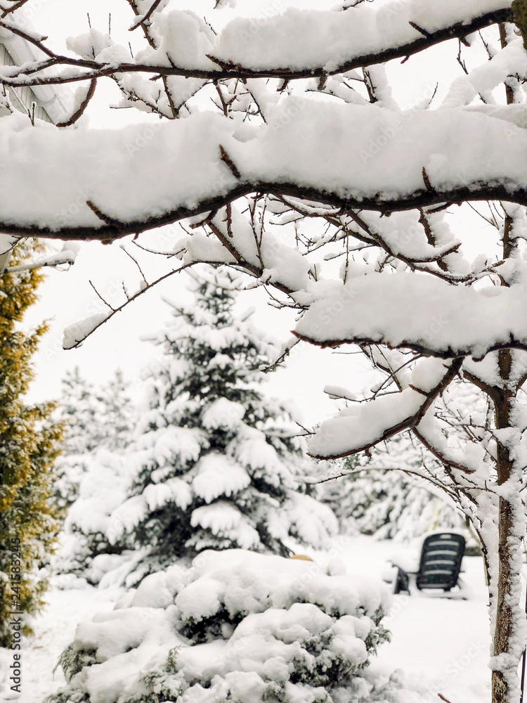 background with branches under snow in winter background with branches under snow in winter