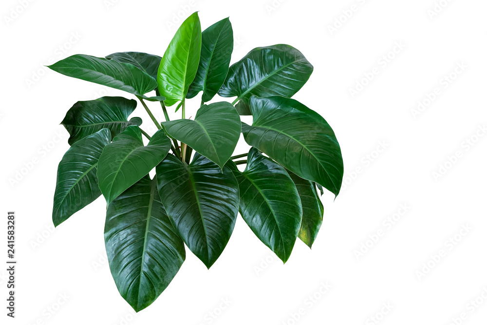 Heart shaped dark green leaves of philodendron “Emerald Green” tropical foliage plant bush isolated on white background, clipping path included. - obrazy, fototapety, plakaty 