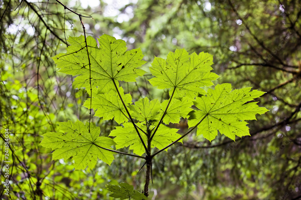 Green Leaves of Plant backlit