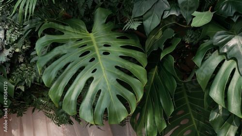 Zielone liście tropikalne Monstera, palmy, paproci i roślin ozdobnych tło tło