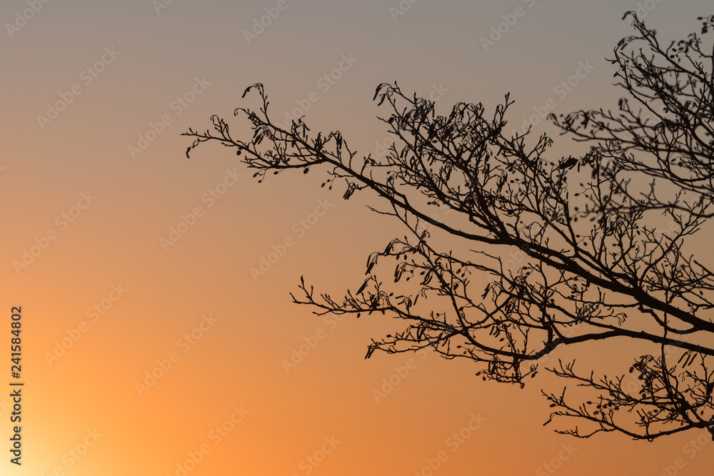Alder tree branches by sunset