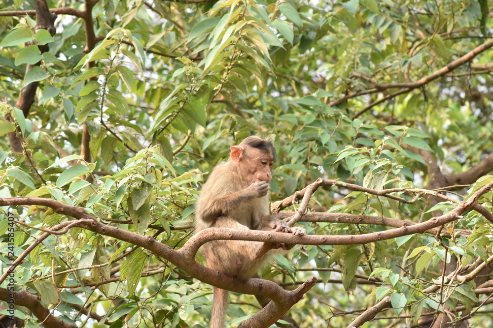 Fototapeta premium Monkey on Tree