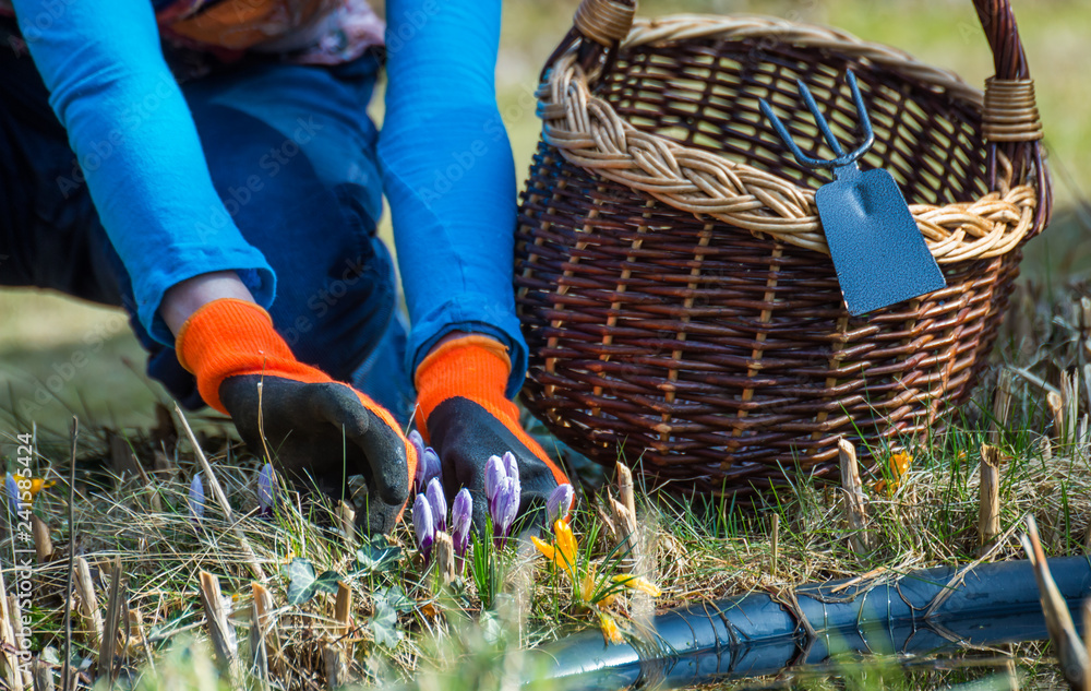 eine Frau ist bei der Gartenarbeit im Frühling StockFoto Adobe Stock