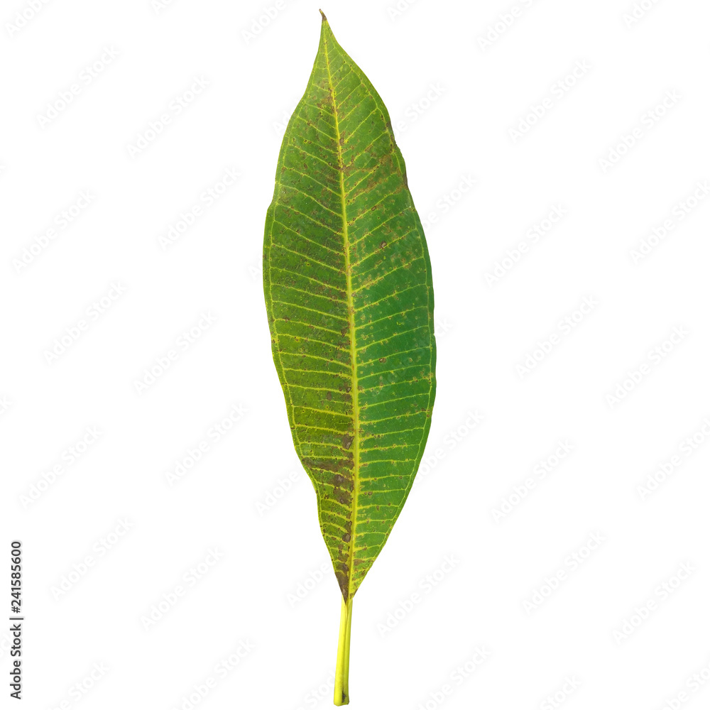 Green Leaf Texture - used for materials in Game Engine or Interiors Design Green Leaf Texture - used for materials in Game Engine or Interiors Design