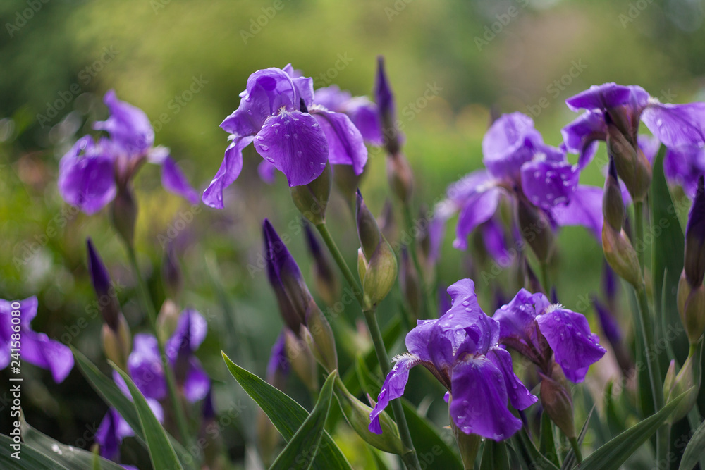 Purple irises bloom green on natural background. Spring season. Wild nature. Garden flower. Wild flowers blooming summer. Flowers texture. 