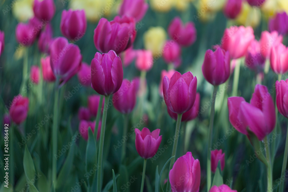 Pink tulips spring field for celebration design. Pink background. Nature floral background. Colorful spring tulips. Spring flowers. Green floral background.Natural background. 