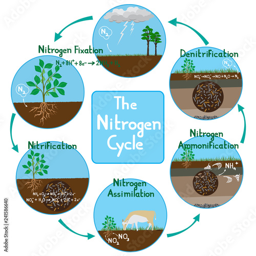 Nitrogen Cycle in nature