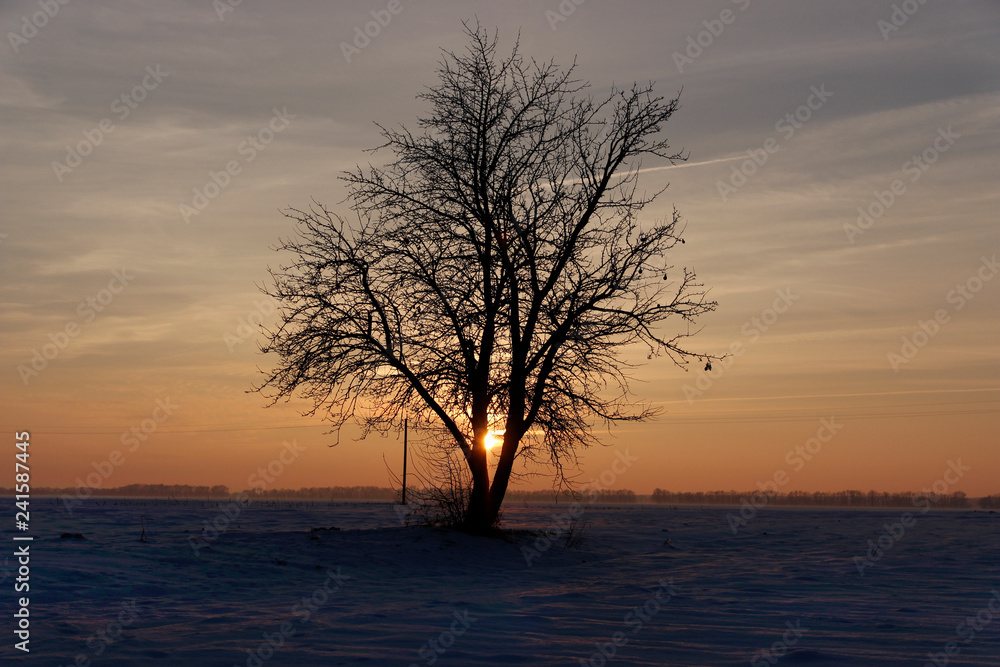 Beautiful image of lonely tree on large snow-covered field, sunset. Beautiful image of lonely tree on large snow-covered field, sunset.