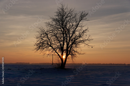 Beautiful image of lonely tree on large snow-covered field, sunset.