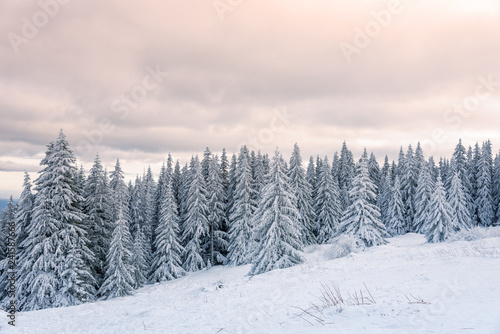 Lasowe sosny w zimie zakrywającej śniegiem w wieczór świetle słonecznym.