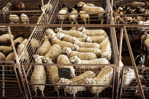 Sheep and goats in Texas stockyard ready for auction