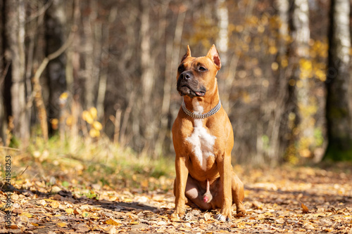 Adorable red dog walks in park at autumn