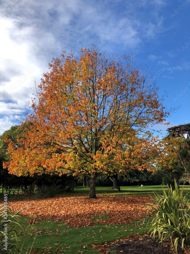 Naklejka premium Colour of Autumn