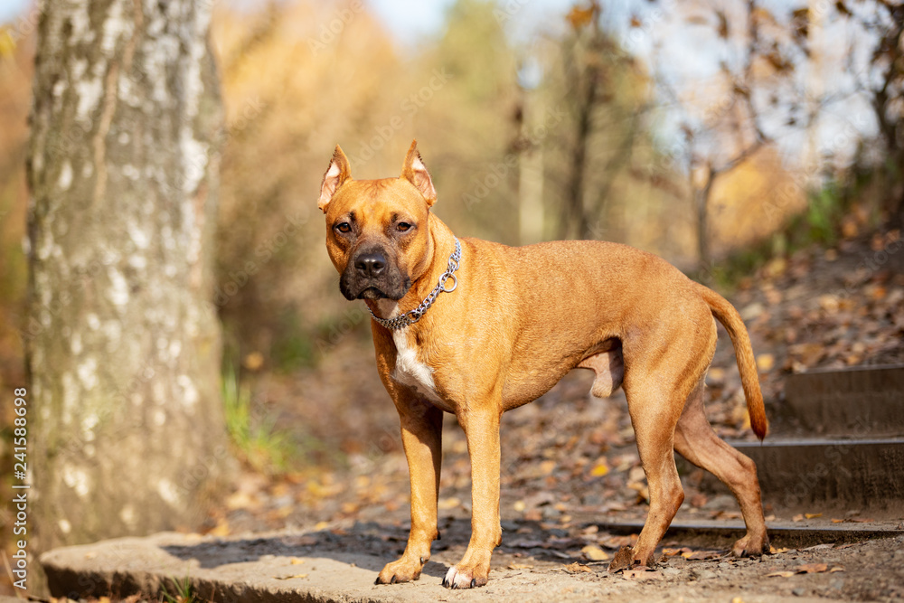 Adorable red dog walks in park at autumn Adorable red dog walks in park at autumn