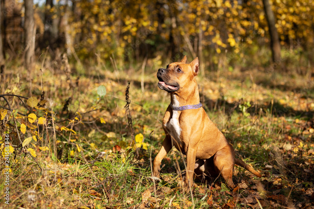 Adorable red dog walks in park at autumn