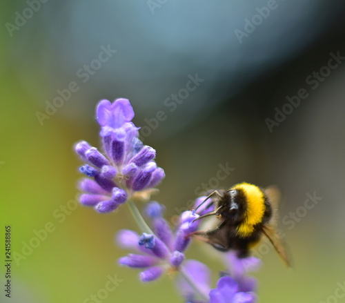 Bumblebee Bombus terrestris on beautiful purple lavender with blurred natural background with a lot of copy space for text,...