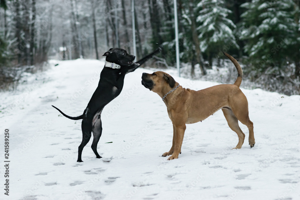 amiercan pit bull terrier puppy wit boerboel