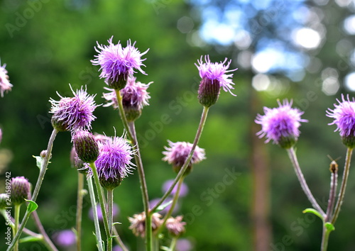 Interesting purple flowers with blurred background. Close up of purple blossom.