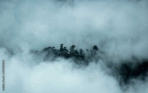 Canvas Print Forrest in fog 3