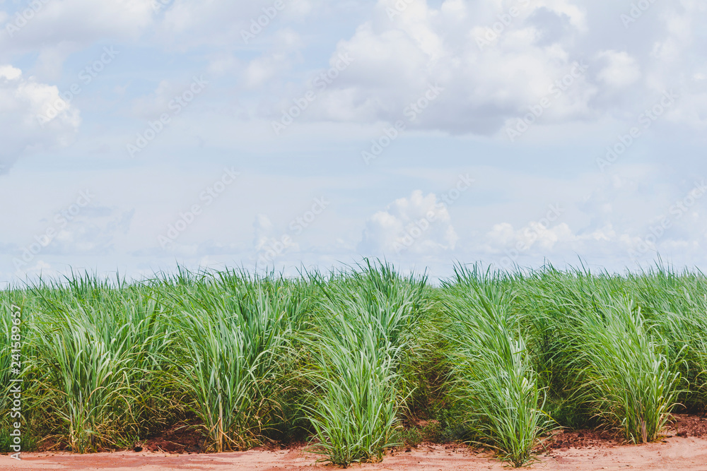 Cane sugar plantation in Brazil Cane sugar plantation in Brazil
