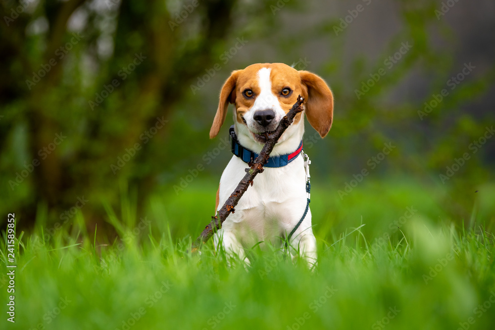 Dog Beagle running and jumping with stick through green grass field in a spring Dog Beagle running and jumping with stick through green grass field in a spring