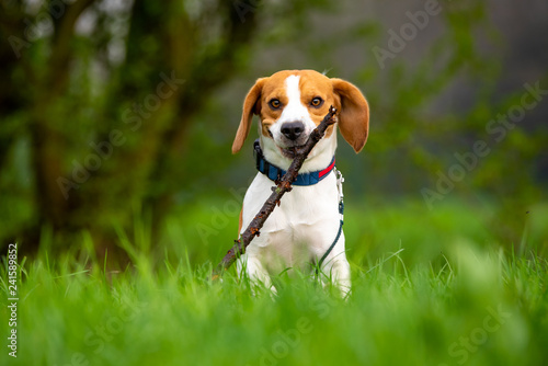 Dog Beagle running and jumping with stick through green grass field in a spring