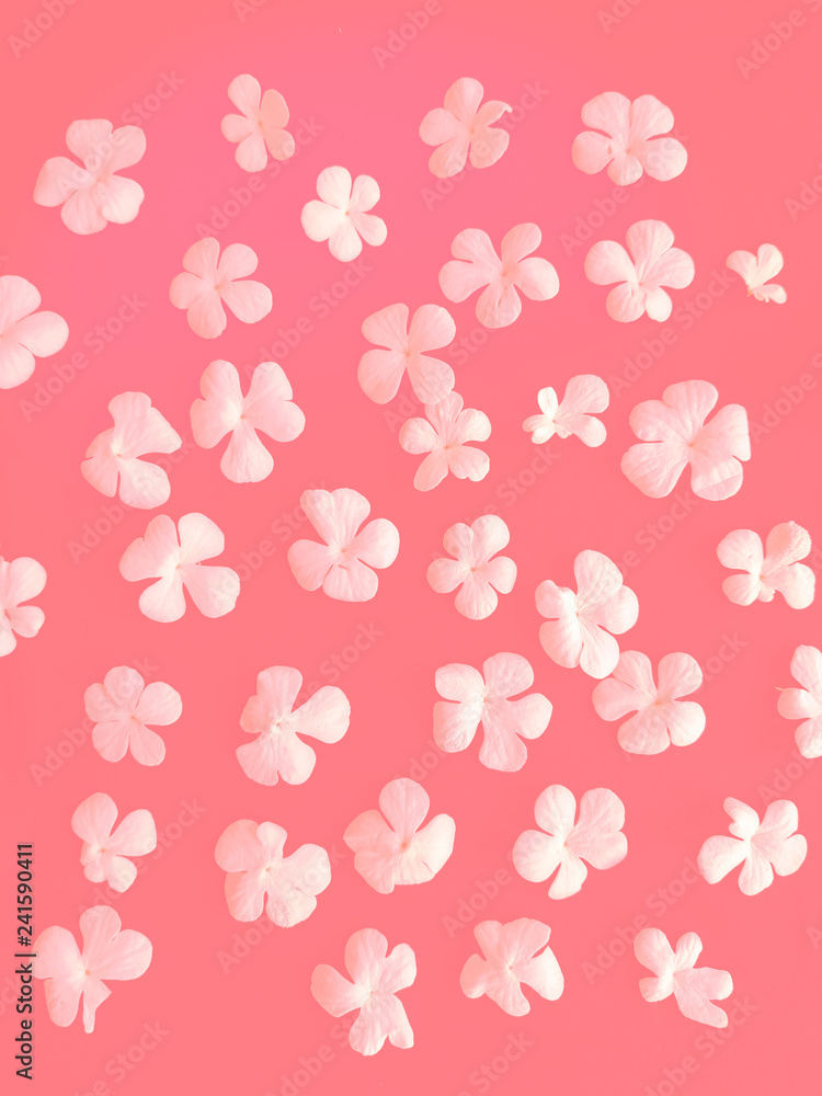 Pastel abstract pink white flowers and petals background. Soft tone peonies bloom 