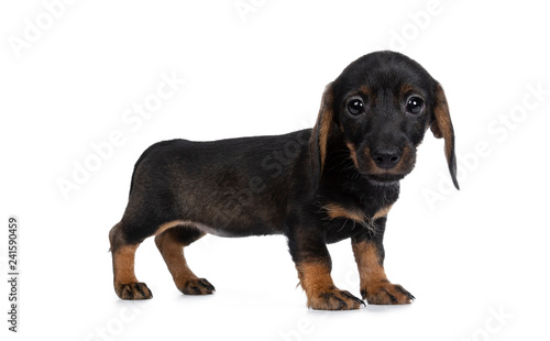 Sweet and smooth black with brown wirehaired mini Dachshund  standing side ways. Looking at camera with shiny dark eyes. Isolated on white background.