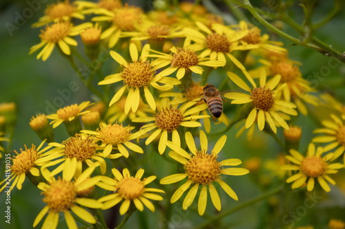bee on yellow flower