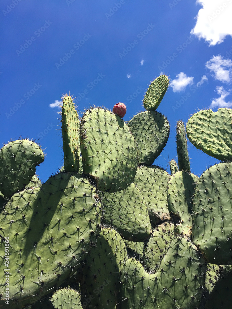 Cactus verde con tuna. Cielo azul con pocas nubes Cactus verde con tuna. Cielo azul con pocas nubes