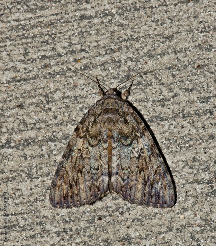 One of several species of Underwing Moth (Catocala). They have great camouflage and their underwings have colored markings, usually red or black to deter predators. photo