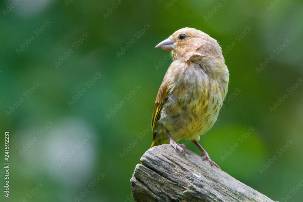 Fototapeta premium Greenfinch 