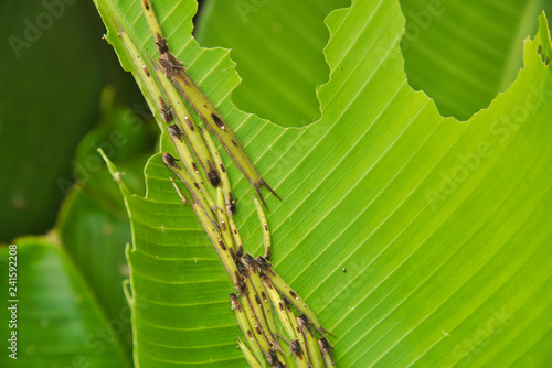 green catterpillars eating a banana leaf © Joerg