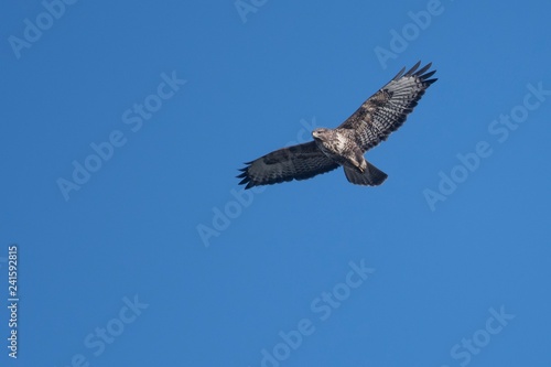 Buzzard in flight