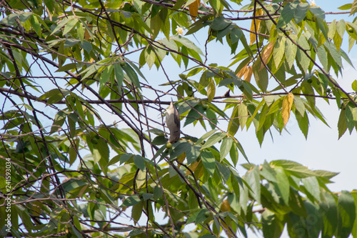 tree, green, nature, leaf, leaves, plant, branch, spring, sky, summer, flower, blue, forest, foliage, branches, garden, growth, fresh, fruit, white, color, light, agriculture, bright, season,babler