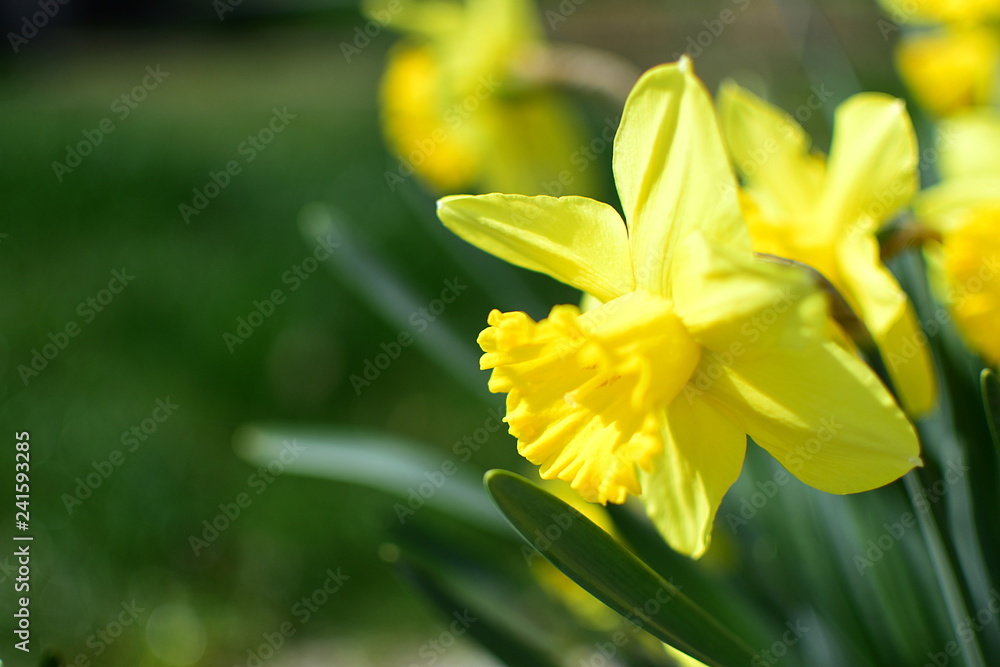 Yellow daffodils in spring time with nature backgrounds. Close up. Harbingers of spring. Easter, cards,...with blurred background. Yellow daffodils in spring time with nature backgrounds. Close up. Harbingers of spring. Easter, cards,...with blurred background.