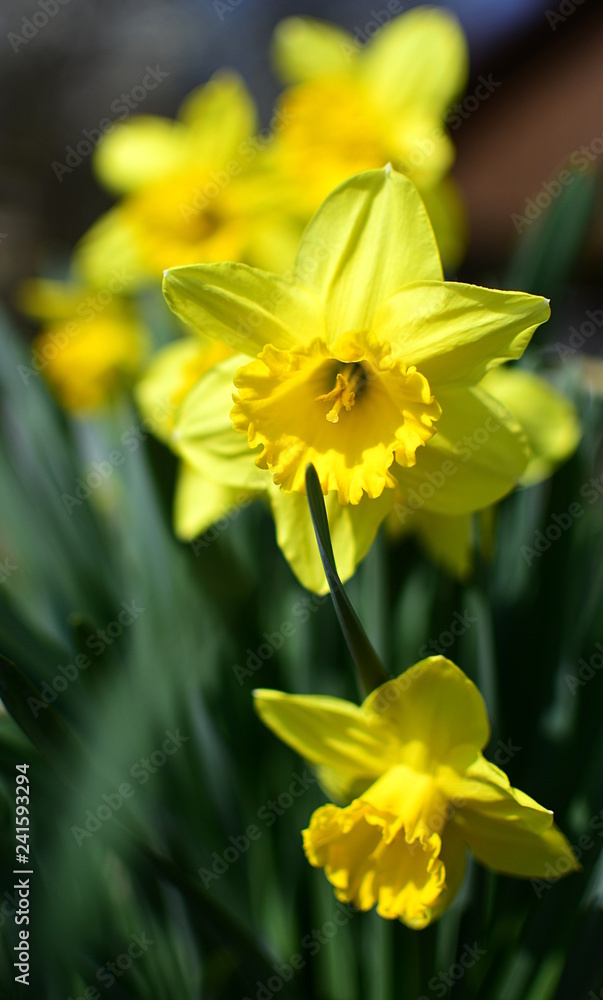 Yellow daffodils in spring time with nature backgrounds. Close up. Harbingers of spring.