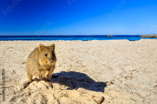 A cute Quokka on the Basin Beach at Rottnest Island in Western Australia. Quokka is considered the happiest animal in the world. Summer season. Blue sky with copy space.