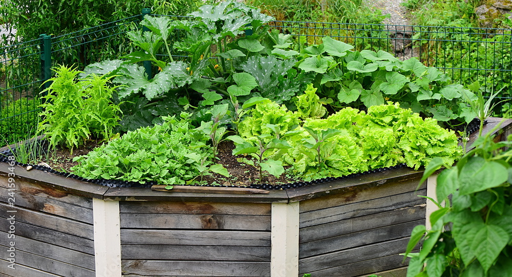 Raised Garden Beds in shape of triangle. Made from wood. Vegetable garden bed with green salad, pumpkins and spinach in the spring. Suitable high garden beds. Raised Garden Beds in shape of triangle. Made from wood. Vegetable garden bed with green salad, pumpkins and spinach in the spring. Suitable high garden beds.