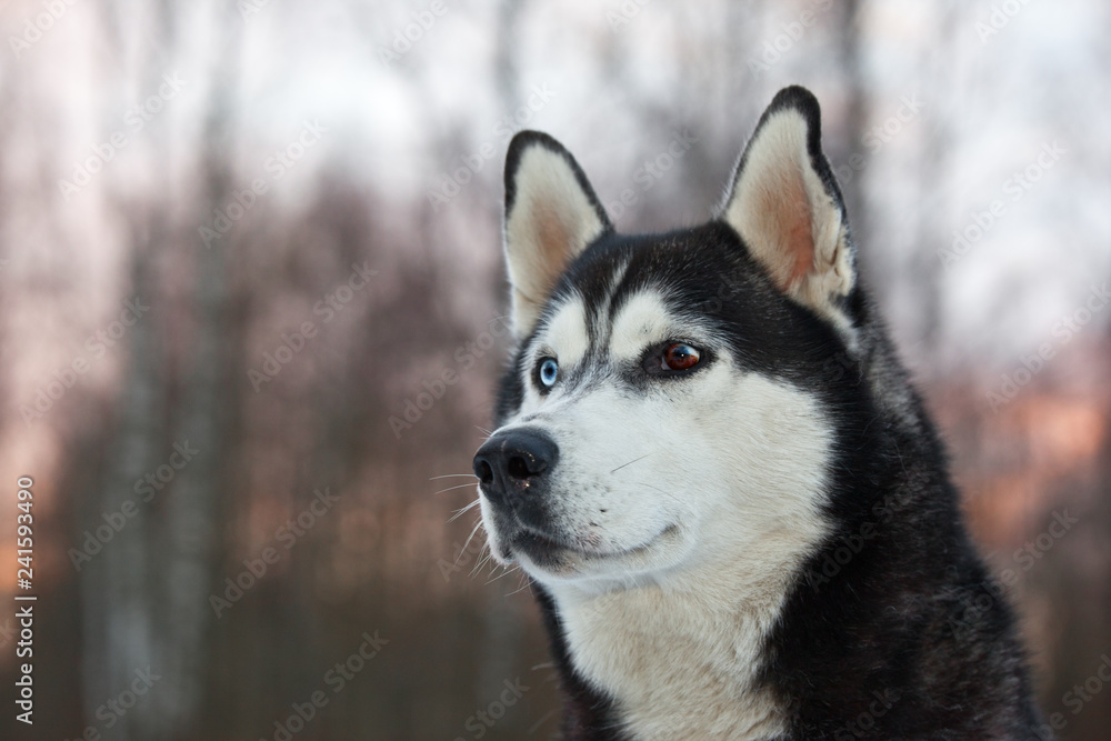 Dog breed Siberian Husky portrait on nature Dog breed Siberian Husky portrait on nature