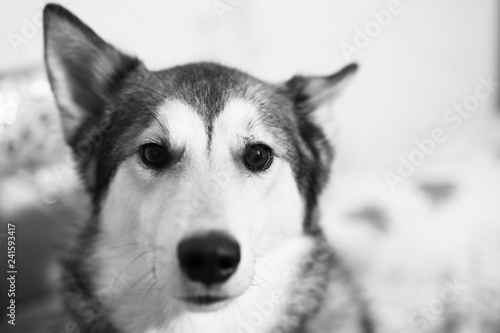 Dog looking at you. black and white