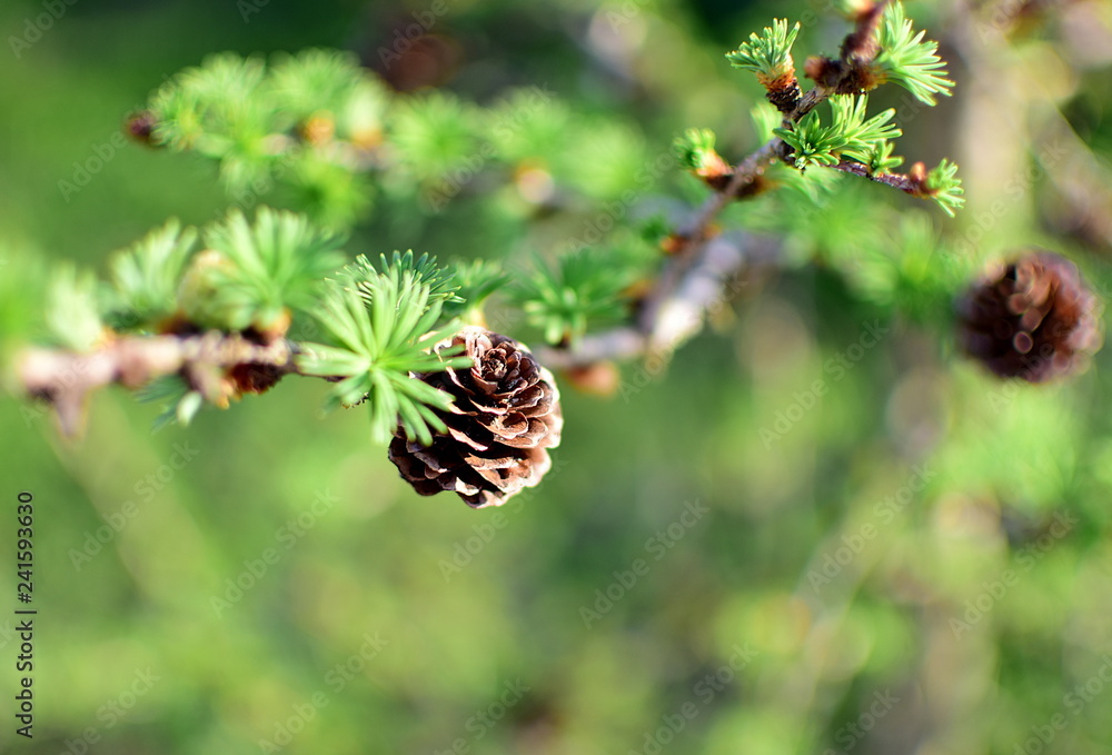 Cone of larch in spring, soft focus, closeup Cone of larch in spring, soft focus, closeup