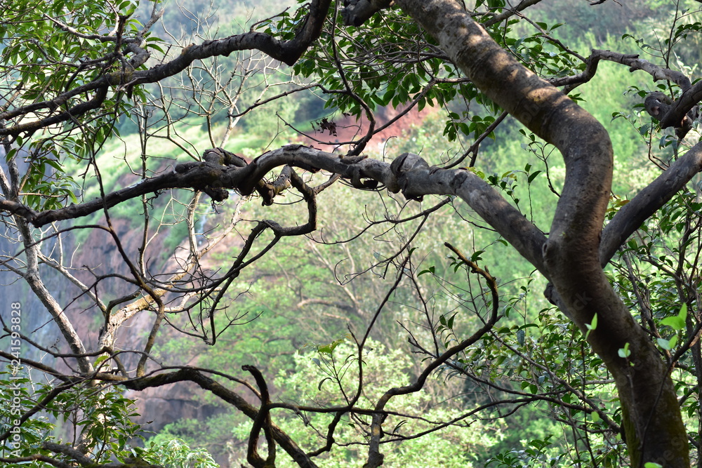 Fototapeta premium tree in the forest